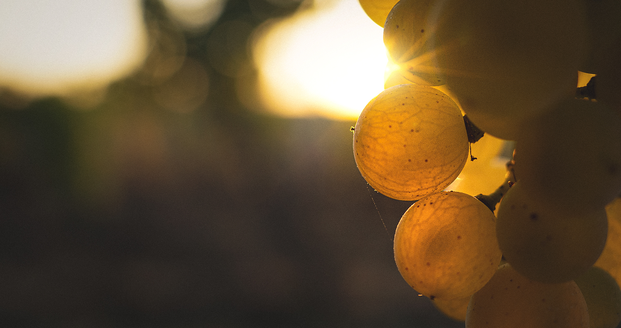 domaine de grange neuve - monbazillac et bergerac