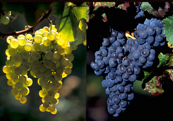 domaine de grange neuve - monbazillac et bergerac